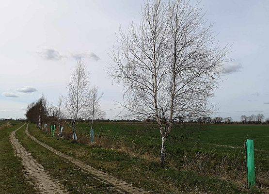 Nasadzenia drzew przy drogach gminnych – tegoroczne i kilkuletnie jabłonie oraz brzozy. fot. JB