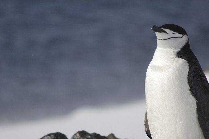 Antarctic Beauty, czyli opowieść o roku spędzonym w Antarktyce grafika