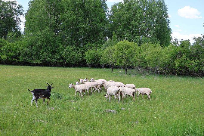 Wypas owiec i kóz w celu zachowania różnorodności biologicznej wyspy Sidły grafika