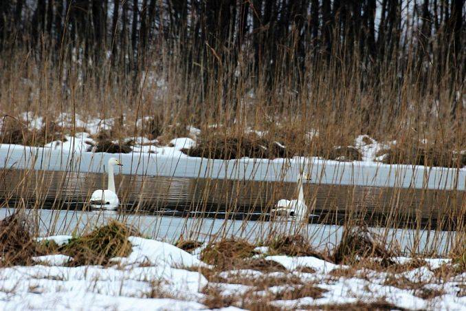 Monitoring zimujących ptaków wodnych na obszarze Wdzydzkiego Parku Krajobrazowego grafika